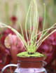 Drosera filiformis en théière