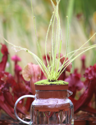 Drosera filiformis en théière
