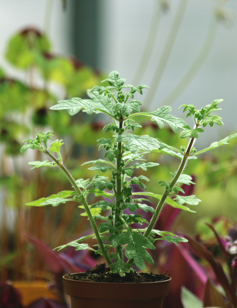 copy of Ernest Plectranthus