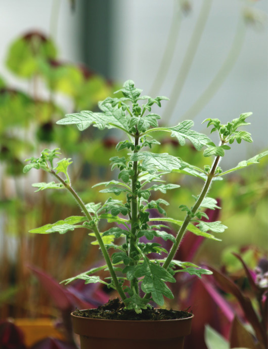 copy of Ernest Plectranthus