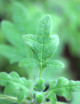copy of Ernest Plectranthus