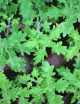 copy of Ernest Plectranthus