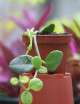 Plantes terrariums Ceropegia Sandersonii