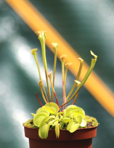 DUO - Sarracenia Flave et...