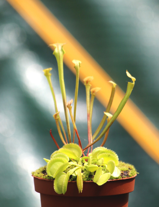 DÚO - Sarracenia Flava y Dionaea Green Sawtooth