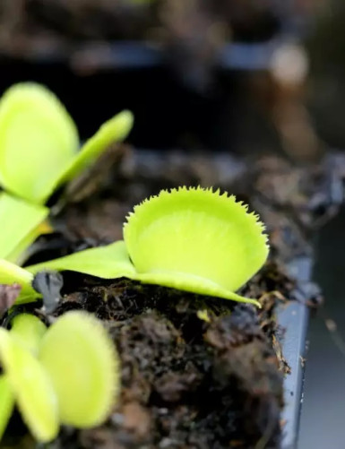 DÚO - Sarracenia Flava y Dionaea Green Sawtooth