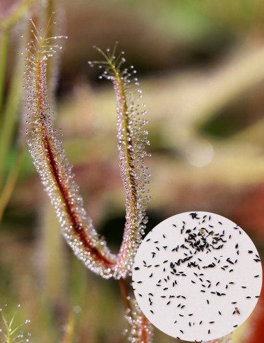 Drosera binata "copper" seeds