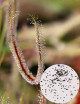 Drosera binata "copper" seeds