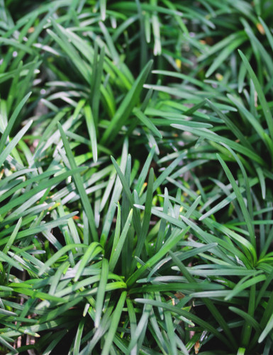 Plantes terrariums Ophiopogon japonicus nanus