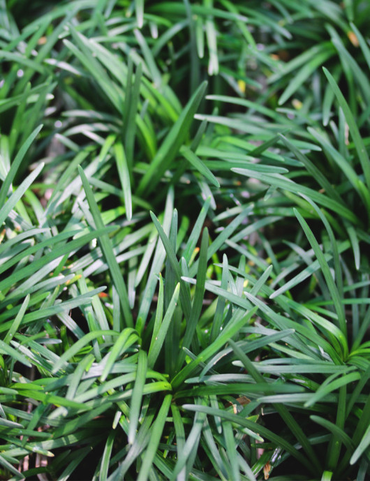 Plantes terrariums Ophiopogon japonicus nanus
