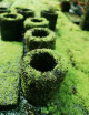 Pot en xaxim en culture pour terrarium