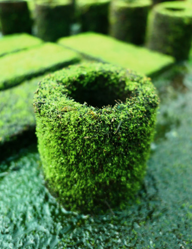 Pot en xaxim en culture pour terrarium