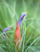 Tillandsia oaxacana - 7 à 10 cm fille de l'air