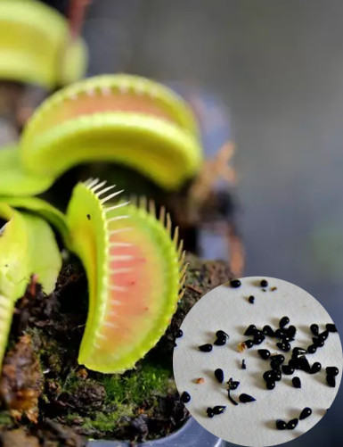 Semillas alienígenas Dionaea