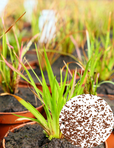 Plantes terrariums Graines de Xyris sp.