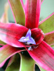 Neoregelia schultesiana 'Hawaii' variegada