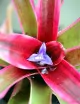 Plante terrarium Neoregelia schultesiana 'Hawaii' variegata