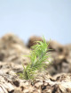 Discovery pack - 7 tillandsias