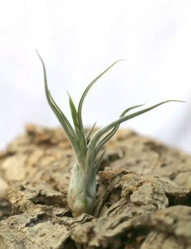 Pack découverte - 7 tillandsia Premium fille de l'air