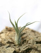 Discovery pack - 7 tillandsias