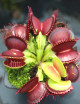 Dionaea muscipula 'B52' Plante carnivore