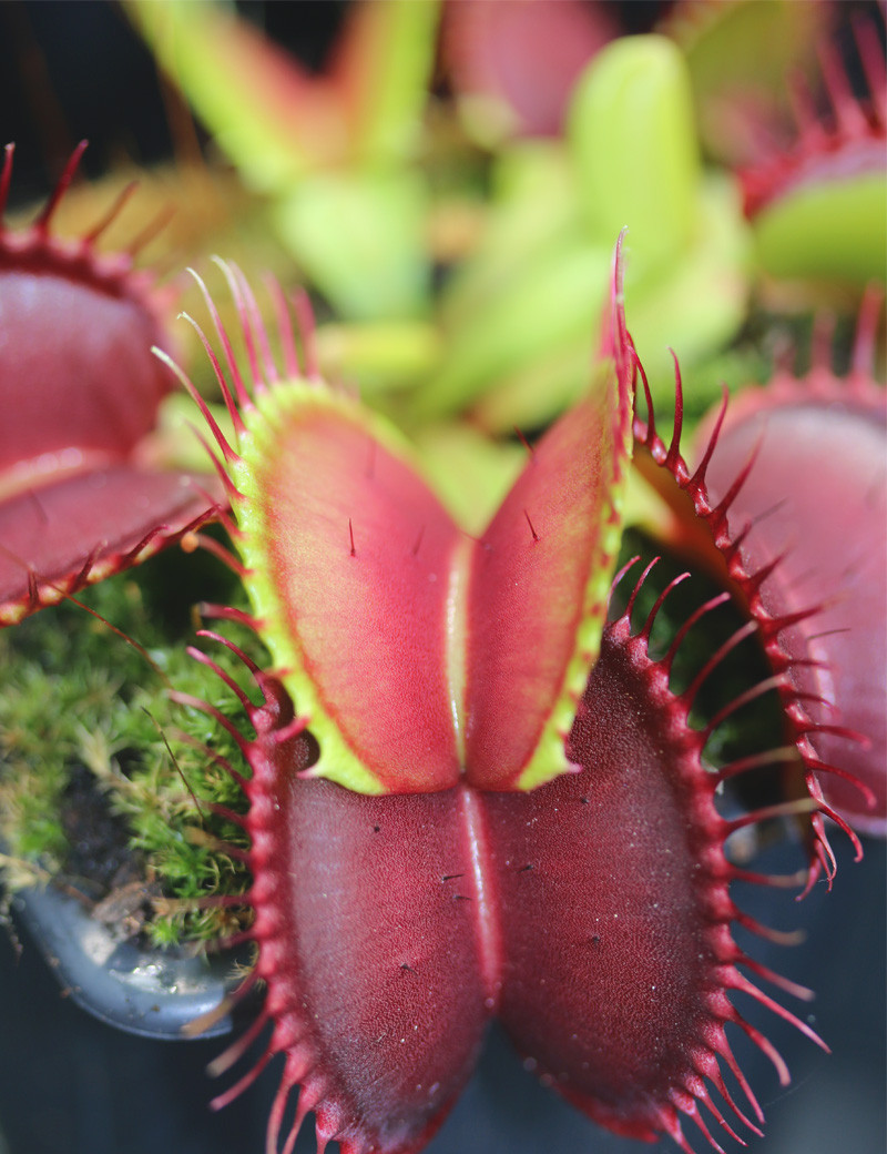Dionaea muscipula 'B52' Plante carnivore