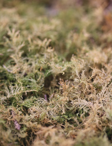 Natural dry mosses