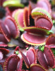 Dionaea roja dentada - Granate de Bohemia