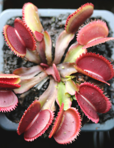 Dionaea red sawtooth - Bohemian garnet Plante carnivore