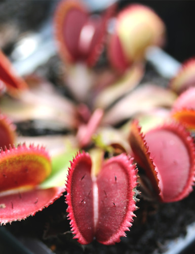 Dionaea red sawtooth - Bohemian garnet Plante carnivore