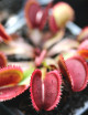 Dionaea red sawtooth - Bohemian garnet Plante carnivore