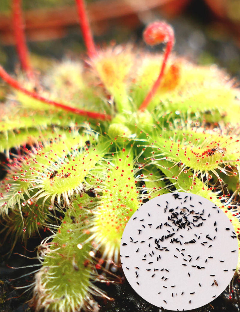 Graines de Drosera spatulata var gympiensis Plante carnivore