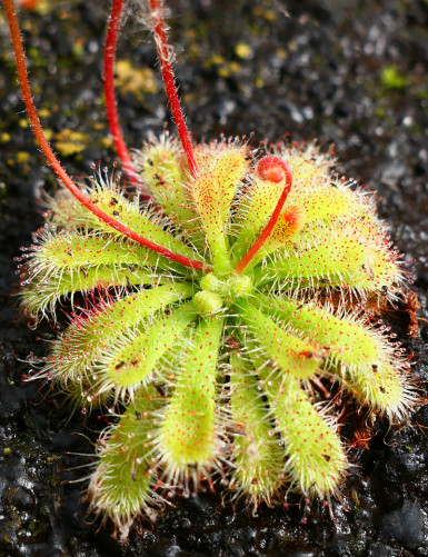 Graines de Drosera spatulata var gympiensis Plante carnivore