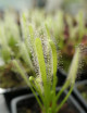 DUO - Dionaea Clayton's Volcanic Red et Drosera alba Plante carnivore