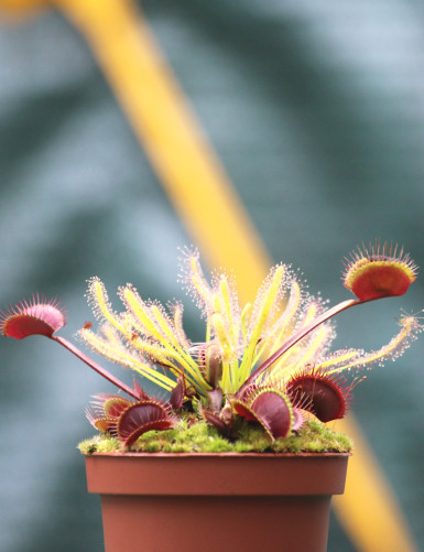 DUO - Dionaea Clayton's Volcanic Red et Drosera alba Plante carnivore
