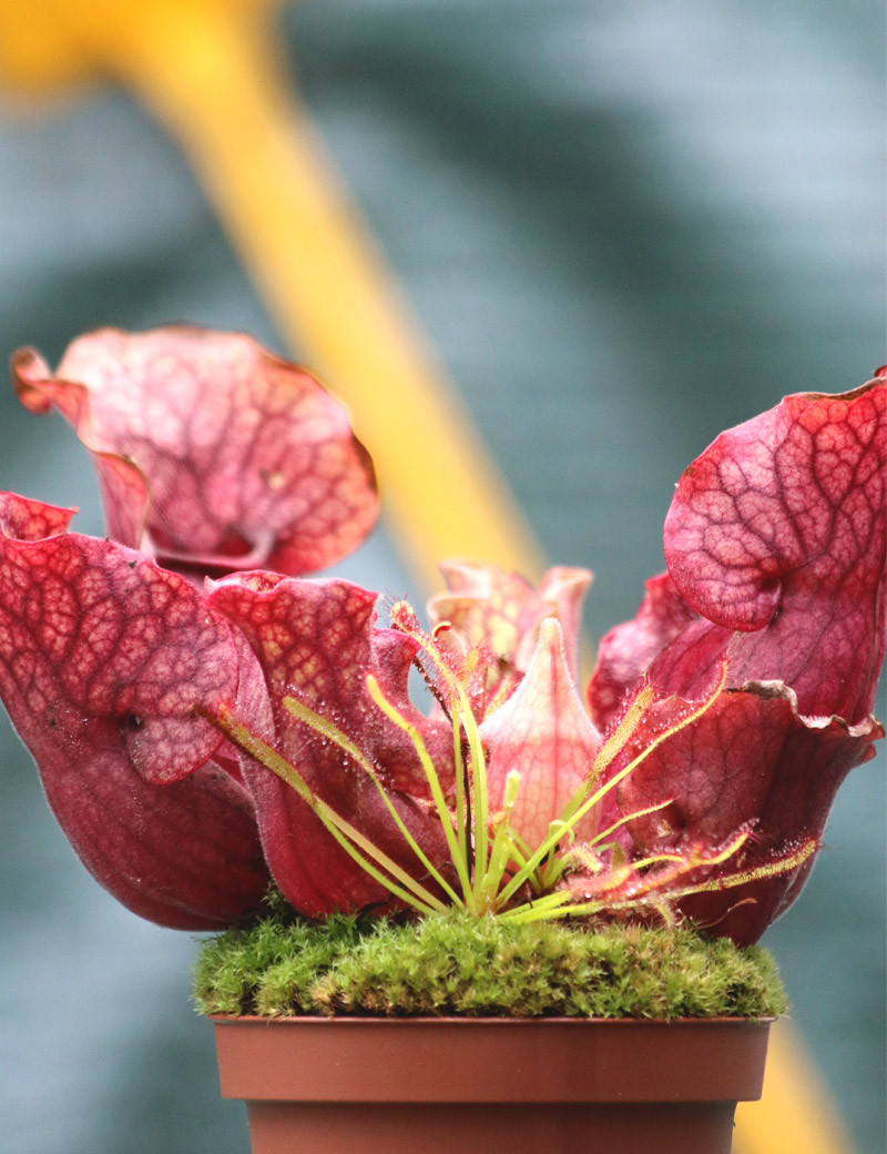 Plante carnivore DUO - Sarracenia purpurea subsp. venosa et Drosera capensis