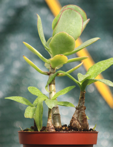 DUO - Crassula blue bird...