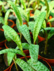 DUO - Crassula blue bird and Scilla pauciflora