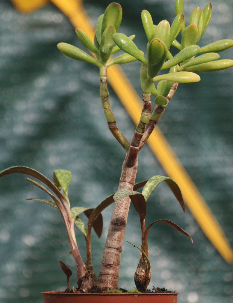 DUO - Crassula ovata and Scilla violacea