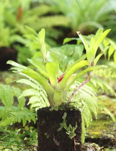 Neoregelia ajax raciné en...