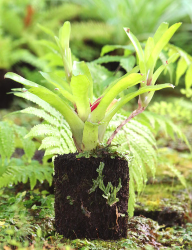 copy of Neoregelia mephisto raciné en xaxim