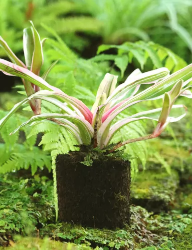 Neoregelia schultesiana...
