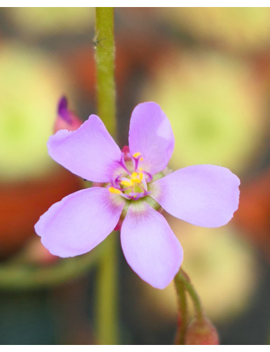 Drosera aliciae - Mini-montículos