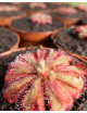 Drosera aliciae - Mini-mottes