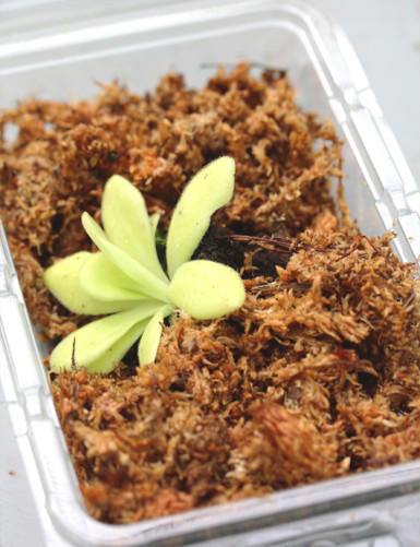 Plante carnivore Pinguicula agnata - Mini-mottes