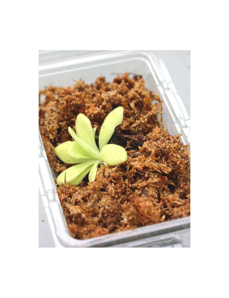 Plante carnivore Pinguicula agnata