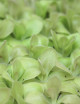 Plante carnivore Pinguicula weser