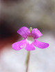 Plante carnivore Pinguicula weser