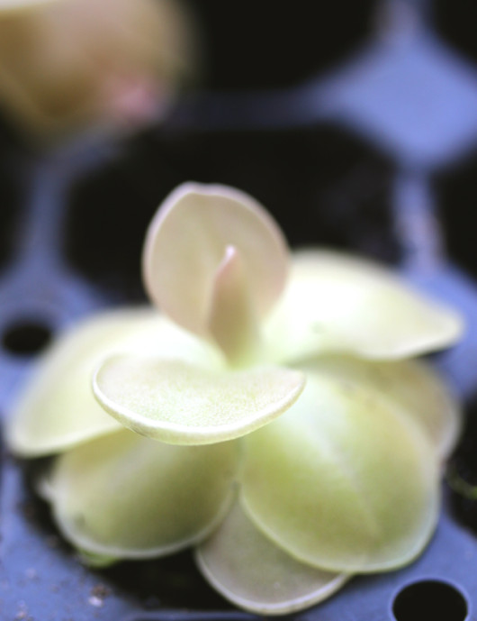 Pinguicula weser - Mini-polillas