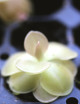 Pinguicula weser - Mini-polillas